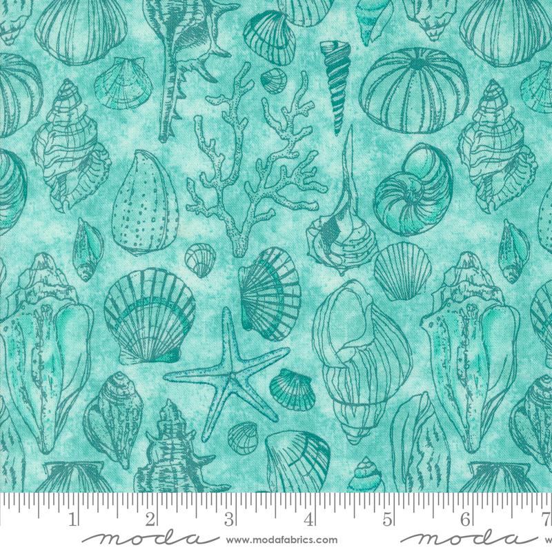 Serena Shores - Sketchy Shells Novelty Shells in Aqua