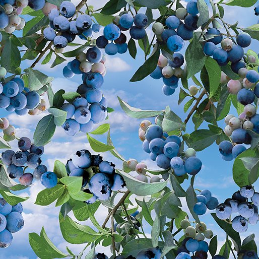 Blueberry Bush Sky Blue - Blueberry Hill by Benartex