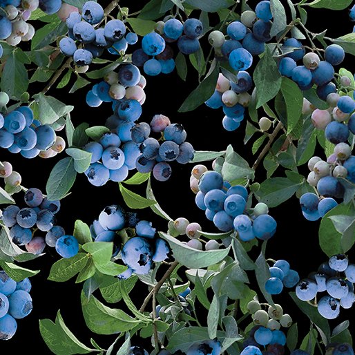 Blueberry Bush Black - Blueberry Hill by Benartex