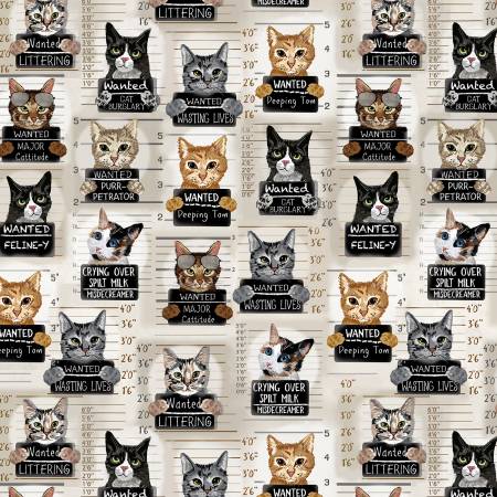 Cats - Beige Cat Mugshots