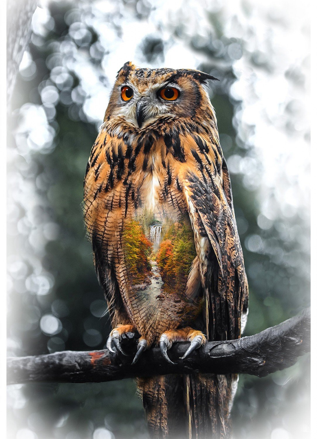 Autumn Call of the Wild Owl Panel by Hoffman