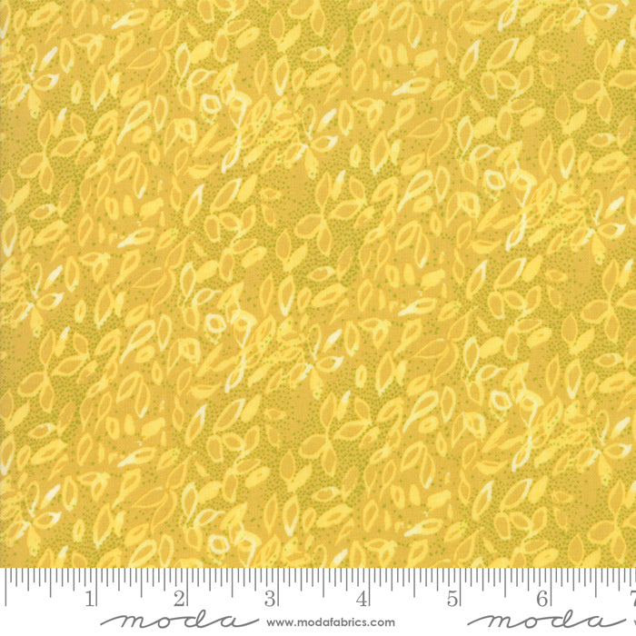 Dandi Annie  - Maize