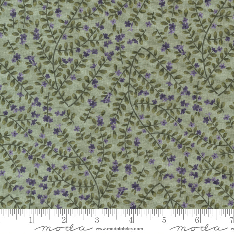 Wild Iris Lichen