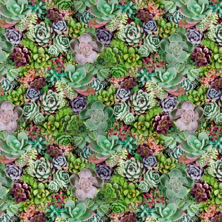Multi Succulents