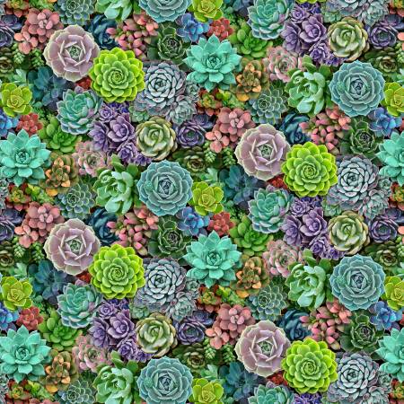 Landscape - Succulent