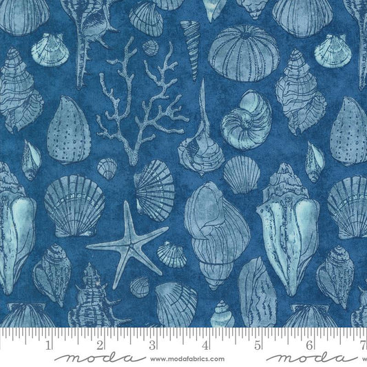 Serena Shores - Sketchy Shells Novelty Shells in Coastal