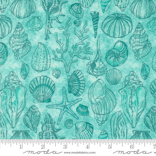 Serena Shores - Sketchy Shells Novelty Shells in Aqua