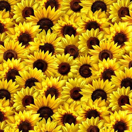 Sunflower Sunset  - Sunflowers