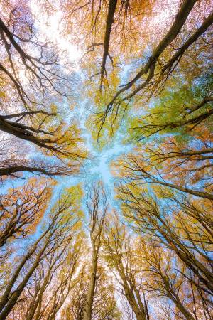 Trees - Homestead - Trees Treetop